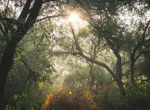 Sunlight filtering through trees in Jim Corbett National Park